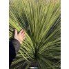 Dasylirion Longissimum 150 cm