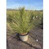 Dasylirion Longissimum 150 cm