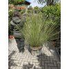 Dasylirion Longissimum 150 cm