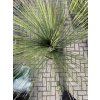 Dasylirion Longissimum 150 cm