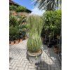 Dasylirion Longissimum 150 cm