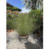 Dasylirion Longissimum 150 cm