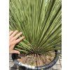 Dasylirion Longissimum 150 cm