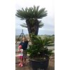 Cycas revoluta 400 cm