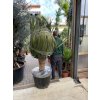 Dracaena draco, dracena drago,dračinec 150 cm