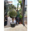 Dracaena draco 160 cm
