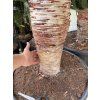 Dracaena draco 160 cm
