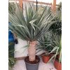 Dracaena draco, dracena drago,dračinec 150 cm