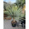 Dracaena draco 160 cm