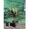 Dracaena draco 160 cm