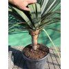 Dracaena draco 150 cm