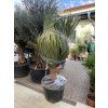 Dracaena draco 160 cm