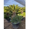 Cycas revoluta 160 cm
