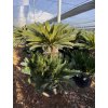 Cycas revoluta 160 cm