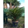 Cycas revoluta 180 cm