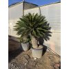 Cycas revoluta 160 cm