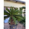 Cycas revoluta 180 cm