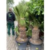 Cycas revoluta 180 cm