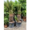 Cycas revoluta 180 cm