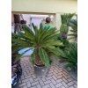 Cycas revoluta 160 cm