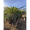 Cycas revoluta 160 cm