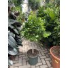 Ficus Moclame, stromek, 120 cm