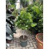 Ficus Moclame, stromek, 130 cm