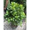 Ficus Moclame, stromek, 120 cm
