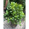 Ficus Moclame, stromek, 130 cm