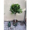 Ficus Moclame, stromek, 130 cm