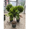 Ficus Moclame, stromek, 120 cm