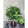Ficus Moclame, stromek, 130 cm