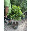 Ficus Moclame, stromek, 130 cm