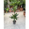 Dracaena Janet Lind, 100 cm