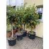 Citrus citrofortunella mitis 170 cm