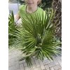 Chamaerops humilis vulcano  60 cm