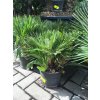 Chamaerops humilis vulcano  60 cm