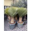 Yucca Rostrata, Výška rostliny 110 cm.