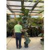 Ficus Lyrata, 200 cm