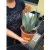 Agave Neomexicana, 20 cm -20C