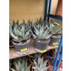 Agave Neomexicana, 20 cm -20C