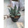 Agave Neomexicana, 20 cm -20C