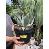 Agave Neomexicana, 20 cm -20C