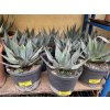 Agave Neomexicana, 20 cm -20C