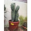Cactus Myrtillocactus geometrizans