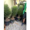 Yucca Filifera, 140 cm