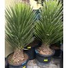Yucca Filifera, 140 cm