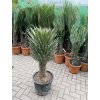 Yucca Filifera, 110 cm