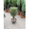 Yucca Filifera, 140 cm