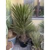 Yucca Filifera, 140 cm